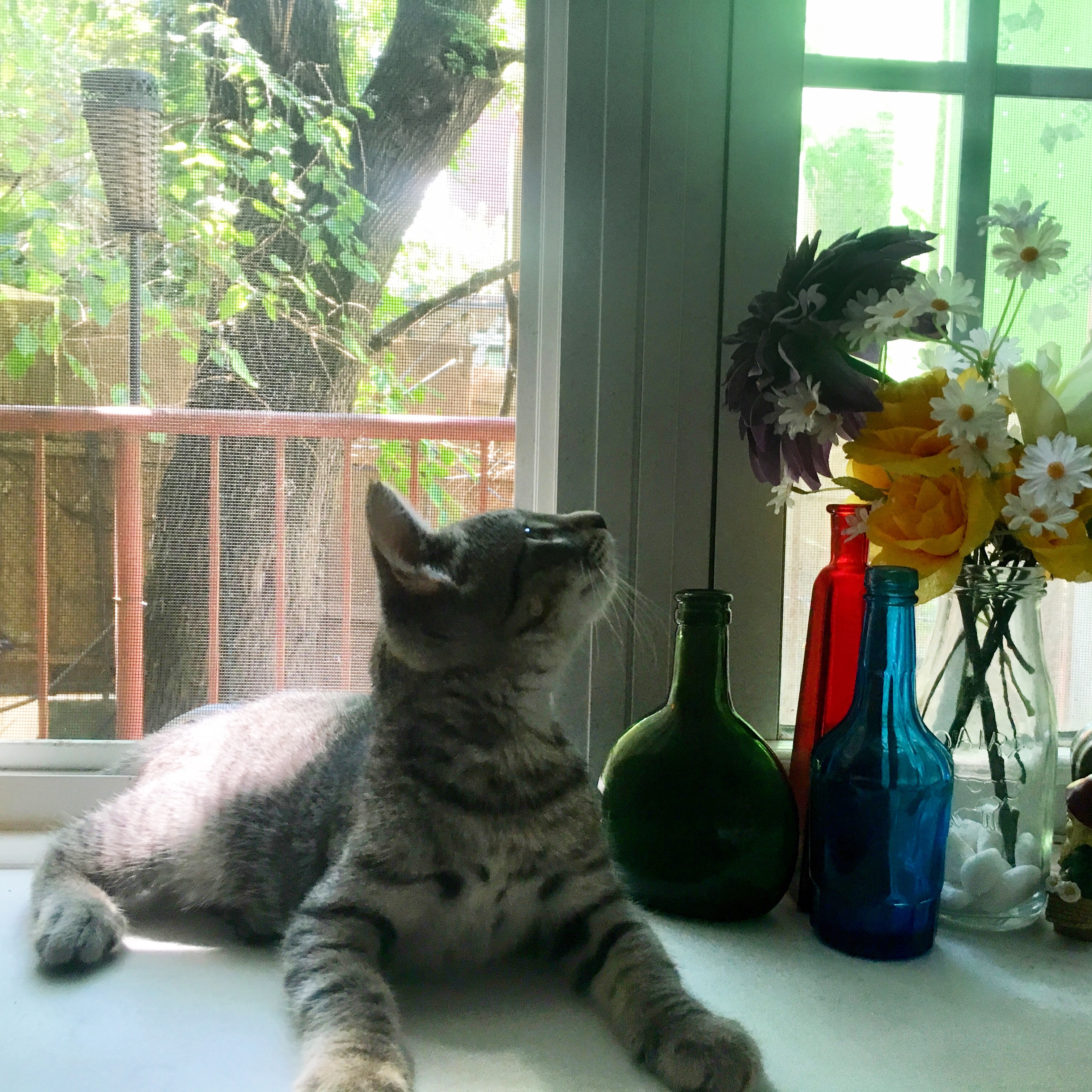 A brown and gray tabby kitten lying on a windowsill beside some vases of fake flowers. He is looking up at the flowers.