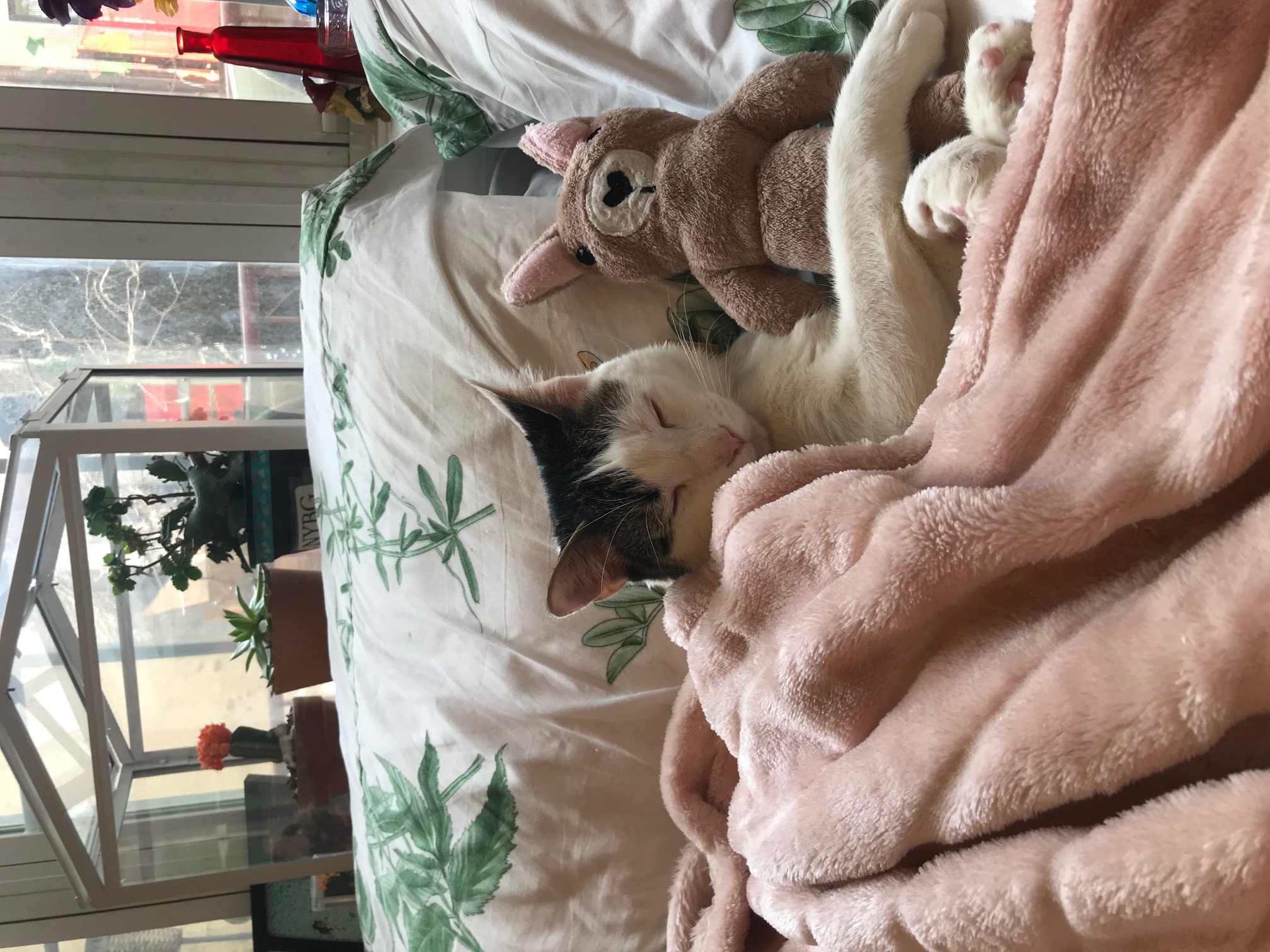 A small white cat with tabby splotches lies tucked under a pink blanket in bed snuggling a stuffed kangaroo toy.