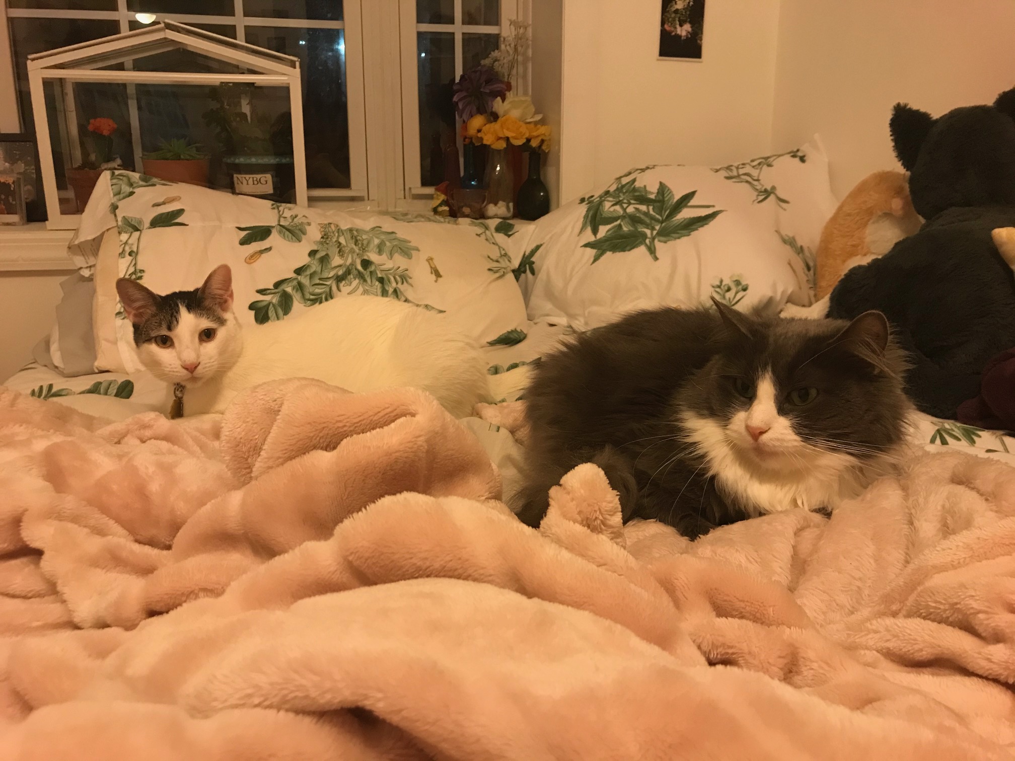 A gray-and-white cat and a white cat with tabby splotches lay next to each other on a pink blanket.