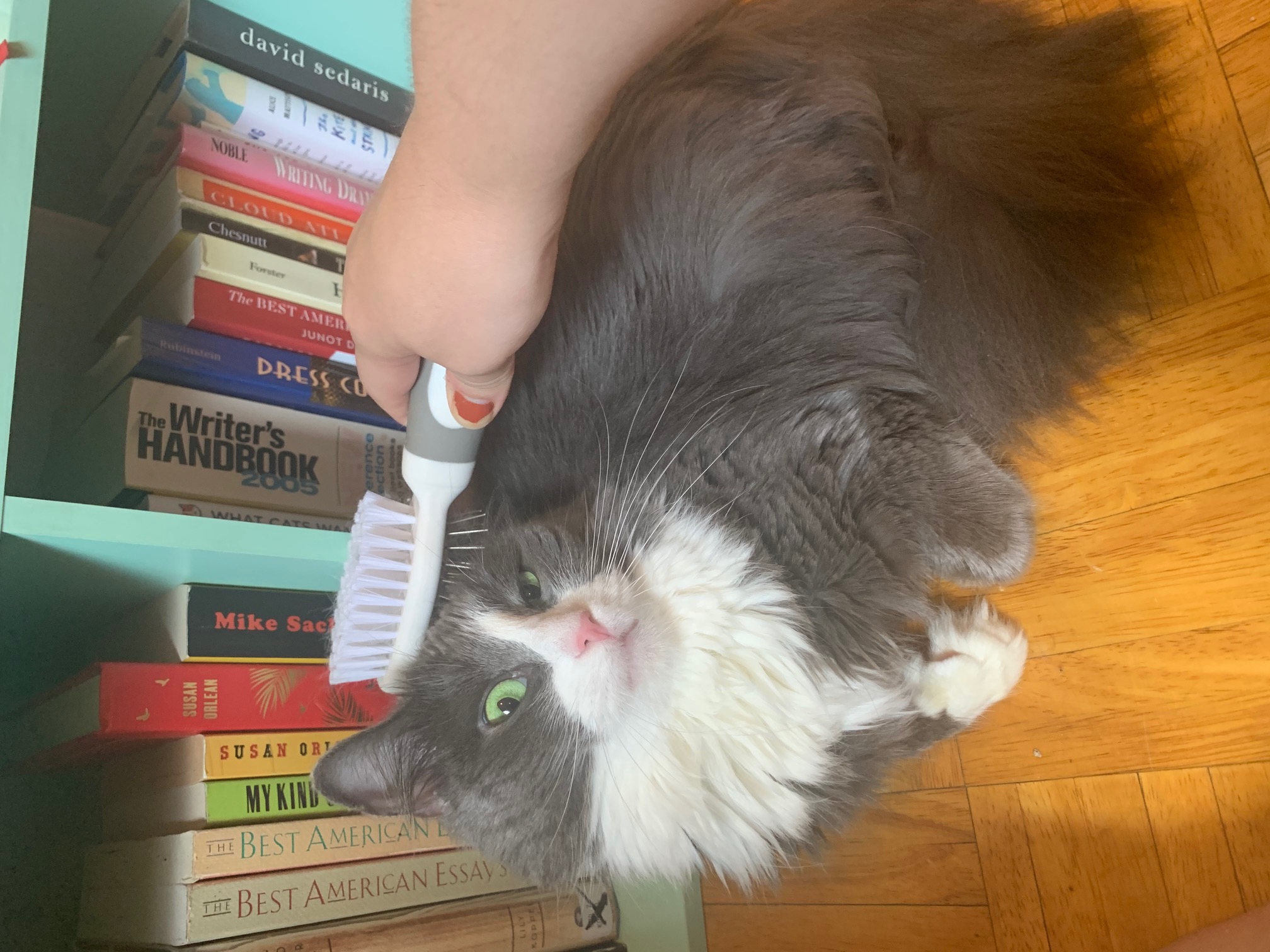 A long-haired gray-and-white cat with mint green eyes sitting in front of a bookcase and being brushed on the top of her head. She's making a funny face.