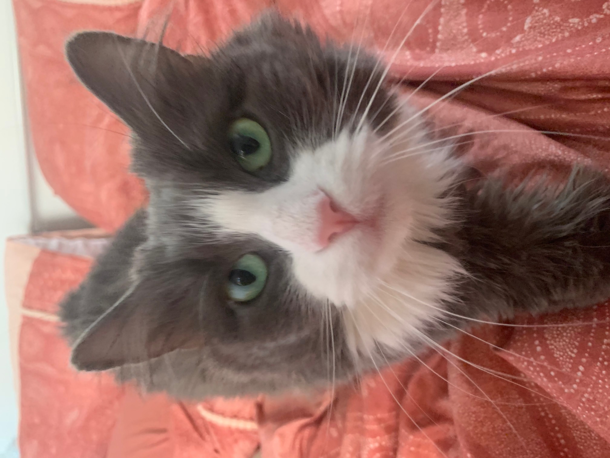 A close-up of the face of a long-haired gray and white cat with mint green eyes.