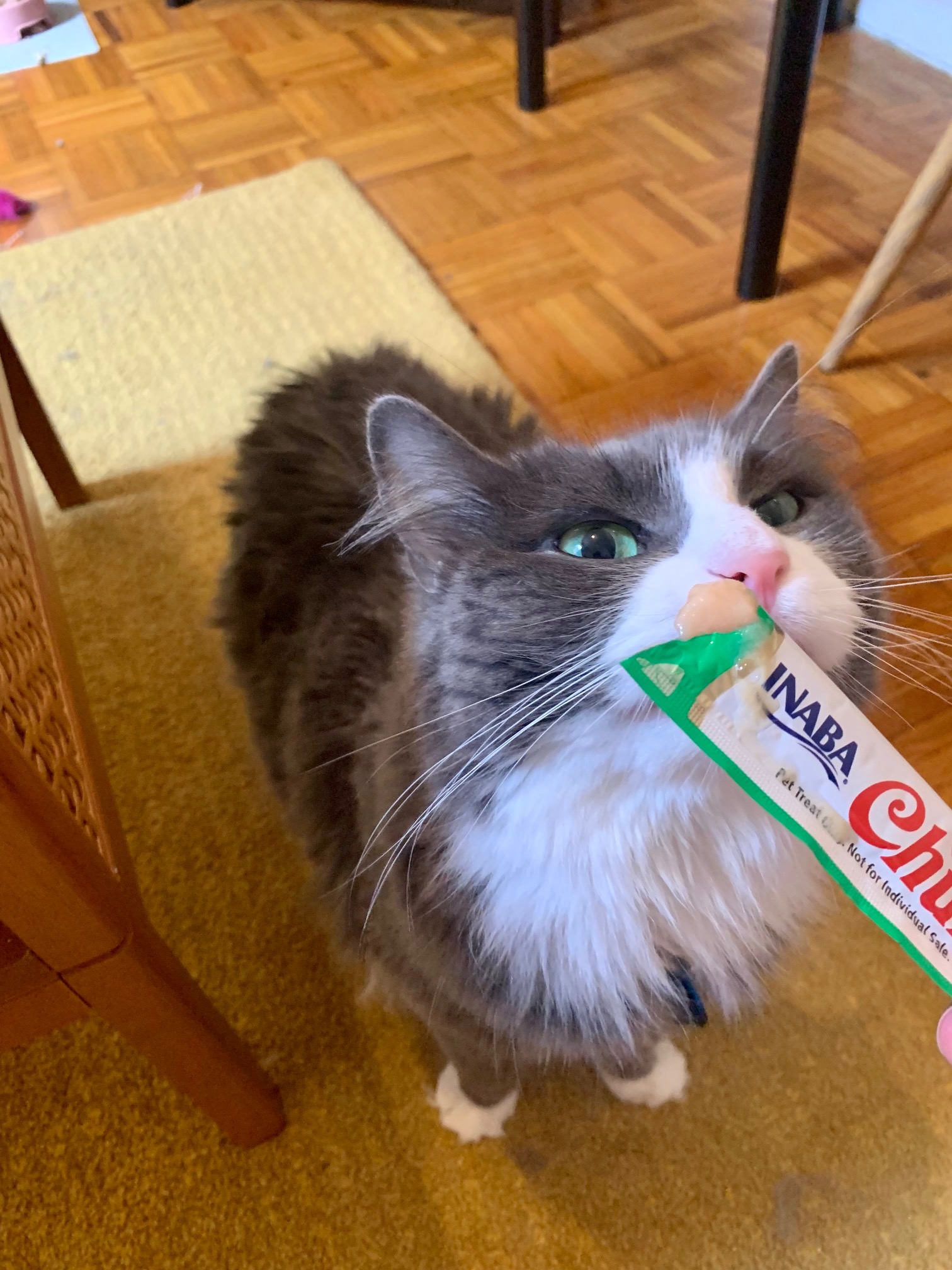 A long-haired gray-and-white cat with mint green eyes sniffing an Inaba Churu treat tube.