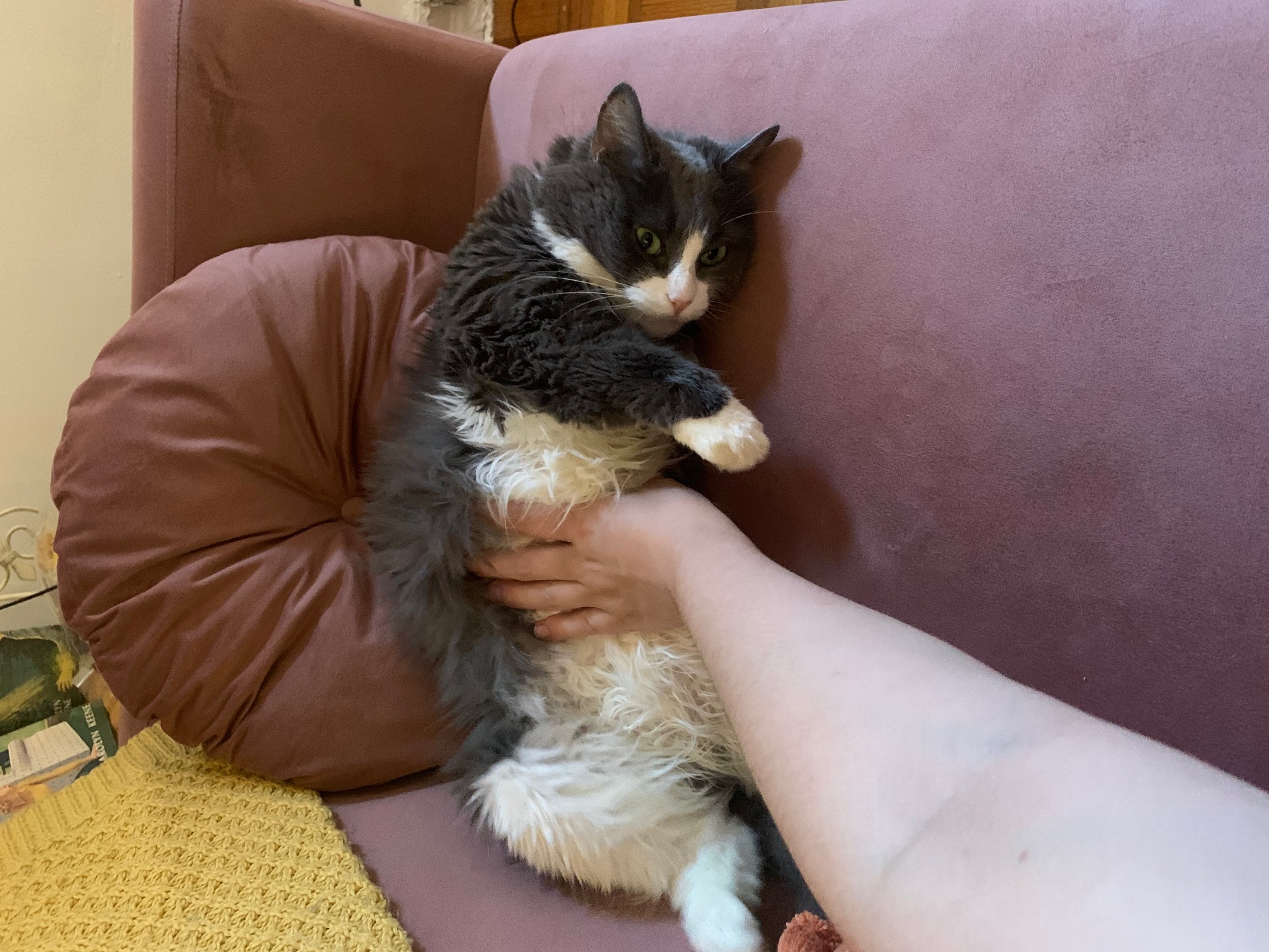 A long-haired gray-and-white cat with mint green eyes getting a belly rub on a dusty rose-colored velvet couch.