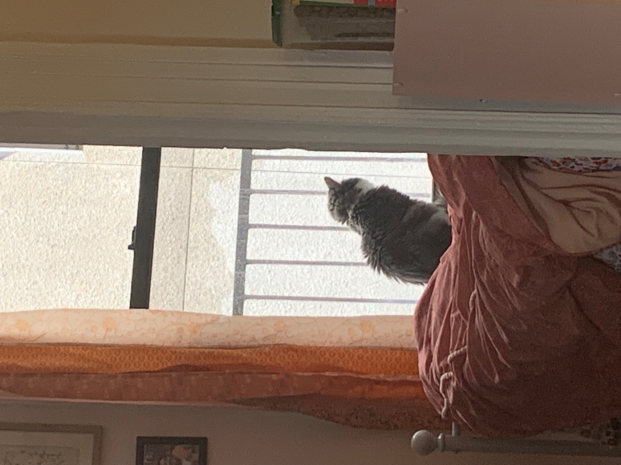 A long-haired gray-and-white cat sitting on a bedroom windowsill with her back to the camera and looking out the window.