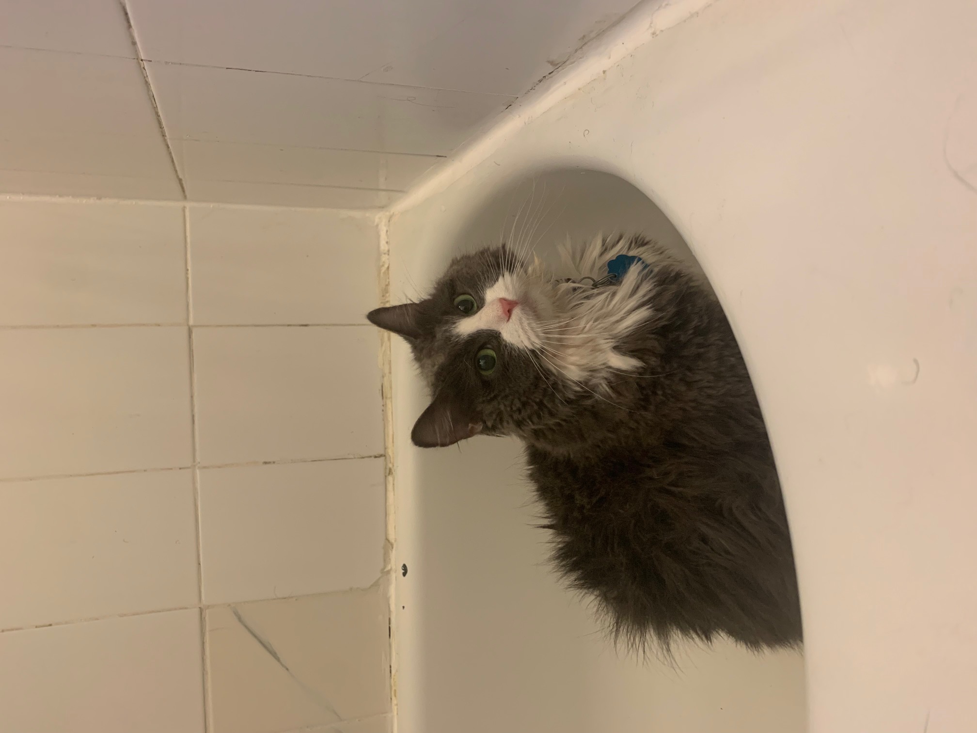 A long-haired gray-and-white cat with mint green eyes sitting in a bathtub.