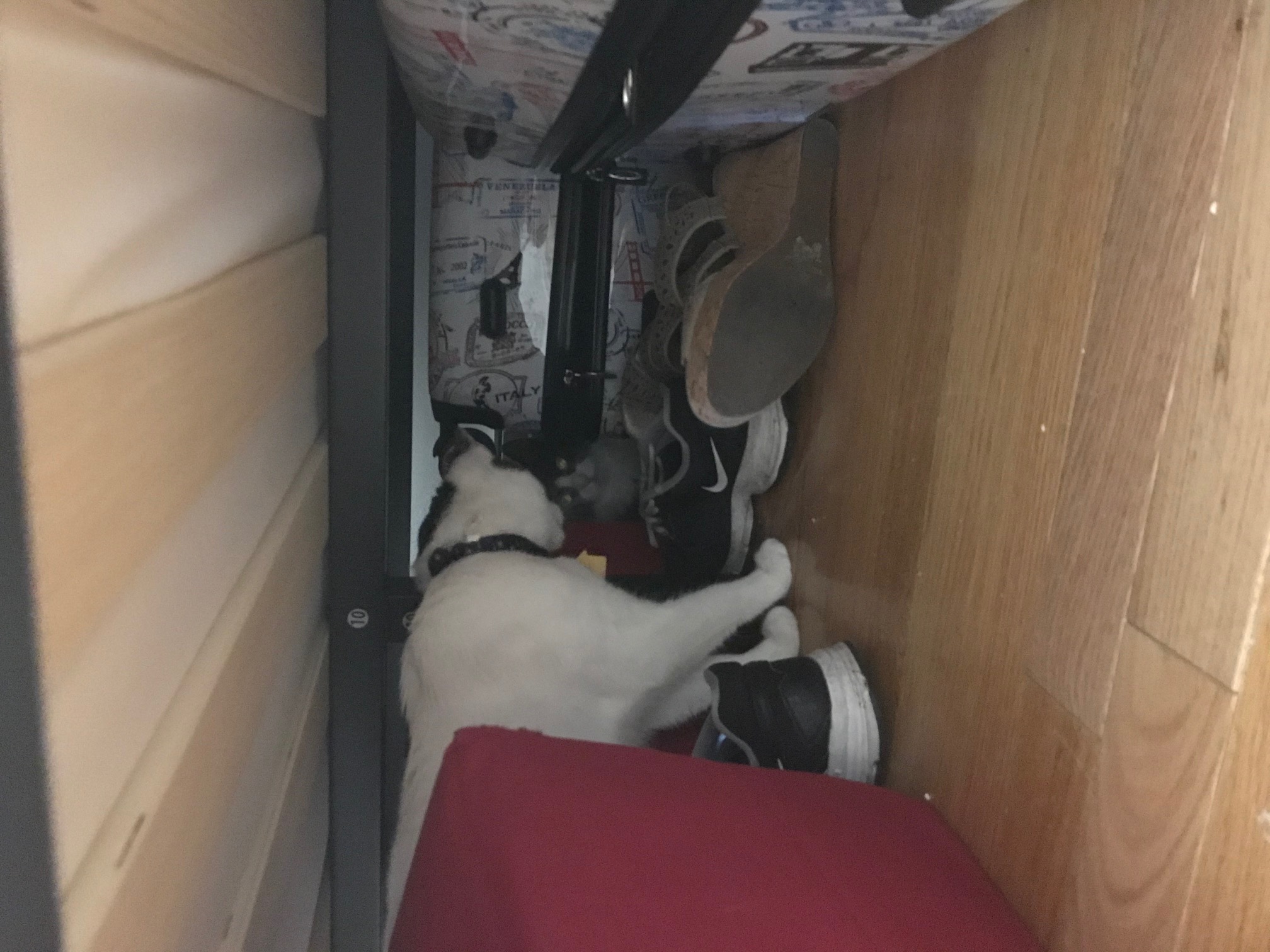 A gray-and-white cat hides under a bed while a white cat with tabby splotches looks at her with curiosity.